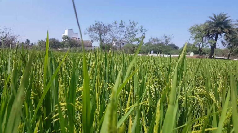 இந்தியாவிடமிருந்து திரவ உரம் இறக்குமதி செய்யப்படவுள்ளது