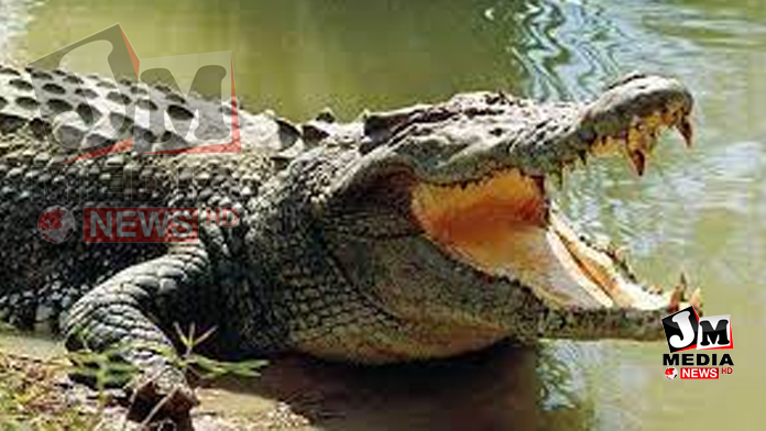 முதலைகள் வருவதை தடுக்க விசேட திட்டம்