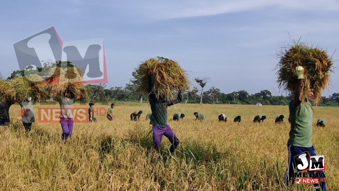 கந்தக்காடு விவசாய நிலத்தில் நெல் அறுவடை