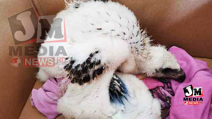 அரிய வகை வெள்ளை நிற கழுகுடன் ஒருவர் கைது