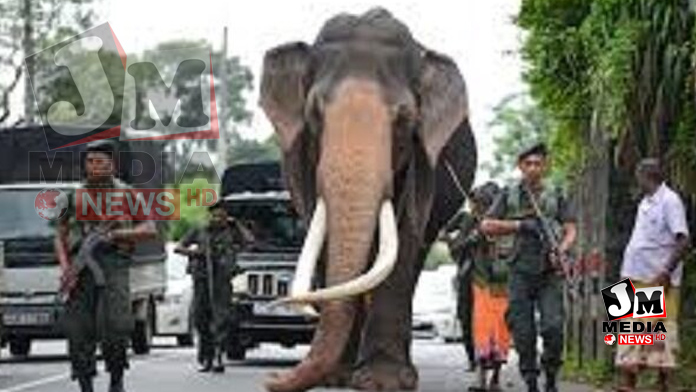 ‘நெதுன்கமுவ ராஜா’ யானை உயிரிழப்பு