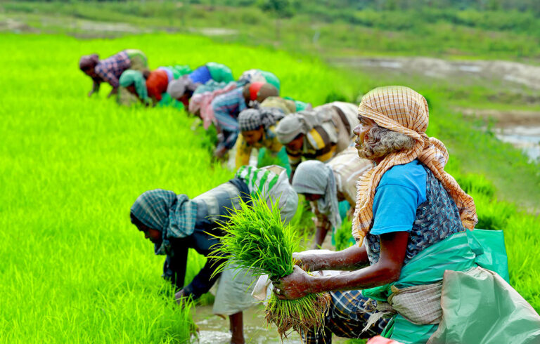 நெல் விவசாயிகளுக்கு உர மானியம்!